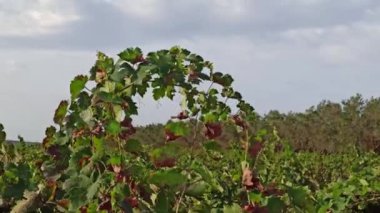 Üzüm bağındaki sıra sıra olgunlaşmış üzümler. Puglia, İtalya 'da hayvanat bahçesi. Doğada yetişen üzümlerin üzerinde olgunlaşmış bir demet üzüm. Asma üzümlü kırmızı şarap.
