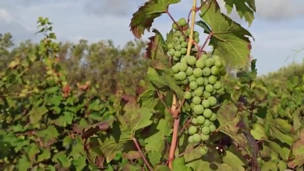 Las Uvas Blancas Están Madurando Hermosa Uva Agradable Viñedo Tradicional — Vídeo de stock