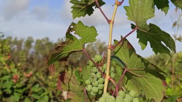 白葡萄正在成熟 意大利普利亚传统老葡萄园里漂亮的漂亮葡萄 — 图库视频影像