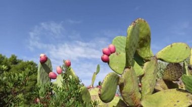 Dikenli armut kaktüsü, açık mavi gökyüzünde kırmızı ve turuncu renkli meyveler. Opuntia, kaktüs familyasından bir armut cinsidir, Cactaceae, Puglia, İtalya
