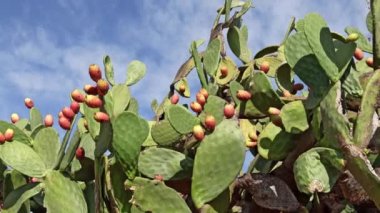 Dikenli armut kaktüsü, açık mavi gökyüzünde kırmızı ve turuncu renkli meyveler. Opuntia, kaktüs familyasından bir armut cinsidir, Cactaceae, Puglia, İtalya