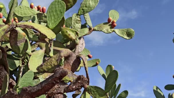 Pikantní Hruškový Kaktus Ovocem Červené Oranžové Barvě Jasně Modré Obloze — Stock video