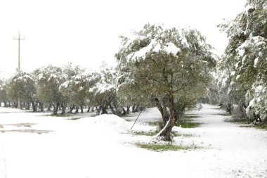 Karda zeytinlikte güzel zeytin ağaçları, kar yağdıktan sonra Apulian manzarası, Salento, Avetrana, İtalya 'da alışılmadık soğuk kış