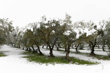 Karda zeytinlikte güzel zeytin ağaçları, kar yağdıktan sonra Apulian manzarası, Salento, Avetrana, İtalya 'da alışılmadık soğuk kış