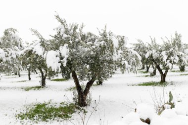 Karda zeytinlikte güzel zeytin ağaçları, kar yağdıktan sonra Apulian manzarası, Salento, Avetrana, İtalya 'da alışılmadık soğuk kış