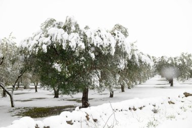 Karda zeytinlikte güzel zeytin ağaçları, kar yağdıktan sonra Apulian manzarası, Salento, Avetrana, İtalya 'da alışılmadık soğuk kış