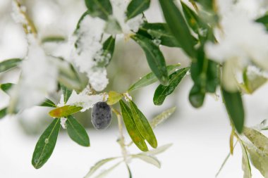 Karda zeytinlikte güzel zeytin ağaçları, kar yağdıktan sonra Apulian manzarası, Salento, Avetrana, İtalya 'da alışılmadık soğuk kış