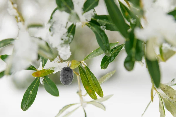Karda zeytinlikte güzel zeytin ağaçları, kar yağdıktan sonra Apulian manzarası, Salento, Avetrana, İtalya 'da alışılmadık soğuk kış