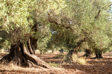 Salento, Puglia 'dan güzel zeytin ağaçları. Eski zeytin ağacıyla Akdeniz zeytin tarlası. Güneşli günlerde geleneksel tarlalar