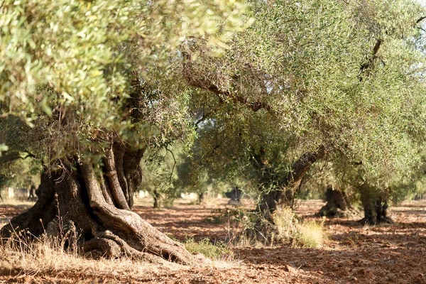 Salento, Puglia 'dan güzel zeytin ağaçları. Eski zeytin ağacıyla Akdeniz zeytin tarlası. Güneşli günlerde geleneksel tarlalar