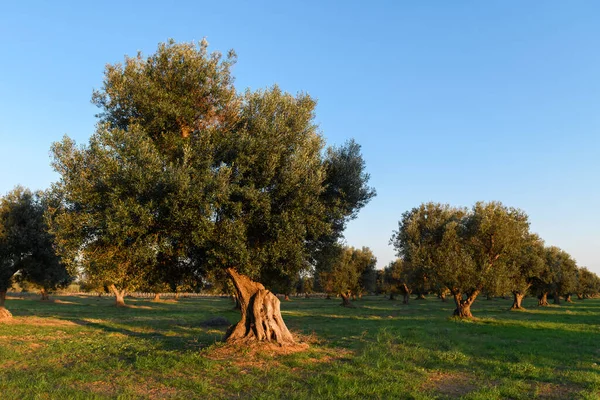 Beau Fond Oliviers Salento Pouilles Champ Olivier Méditerranéen Avec Vieil — Photo