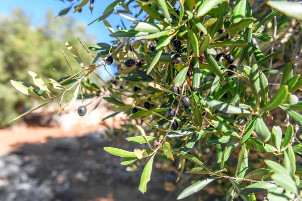 Mediterranean olive field with old olive tree