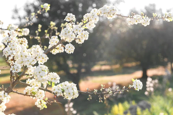 Poire en fleurs sauvages sur un gros rameau, printemps — Photo