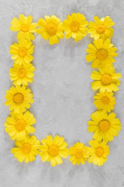 Çiçek kompozisyonu. Sarı papatya veya gri arkaplandaki papatyalardan yapılmış çerçeve. Düz konum, üst görünüm ve boşluk kopyala
