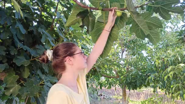 夏の日に庭の木から熟した緑のイチジクを収穫している女の子 新鮮な家庭菜園有機果物が閉じます 健康的な果物を食べる 収穫の概念 生のビーガンビタミン 有機地元の食品 — ストック動画