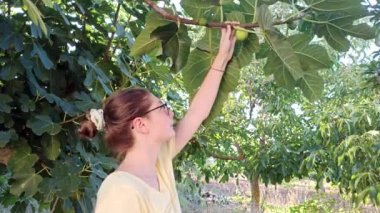 Bir yaz günü bahçedeki bir ağaçtan taze yeşil incir toplayan bir kız. Taze ev yapımı organik meyve. Sağlıklı meyve yeme, hasat konsepti, çiğ vegan vitaminler, organik yerel yiyecekler.