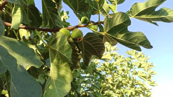 Deliziosi Fichi Verdi Freschi Maturi Con Foglie Sull Albero Giardino — Video Stock