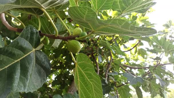 Mano Sta Raccogliendo Fico Verde Maturo Albero Giardino Una Giornata — Video Stock