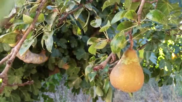 Birnenbaum Mit Reifen Früchten Aus Nächster Nähe Sommer Frische Birne — Stockvideo