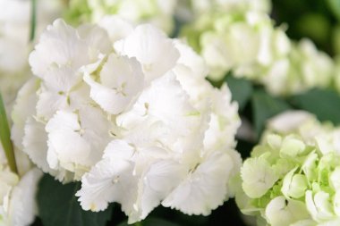 White and pastel blue Hydrangea in natural green condition, Hortensia or Ortensia close up, flowers summer background. Wedding flower decoration