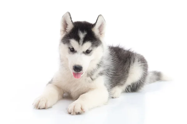 Siberiano husky cucciolo sdraiato su sfondo bianco — Foto Stock