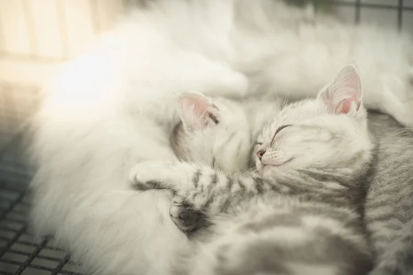 Schattig tabby kittens slapen — Stockfoto