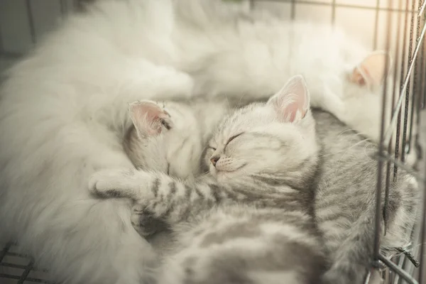 Bonito tabby gatinhos dormindo — Fotografia de Stock