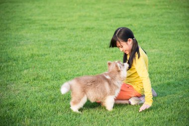 Asyalı kız parkta Sibirya husky yavrusu ile oynarken