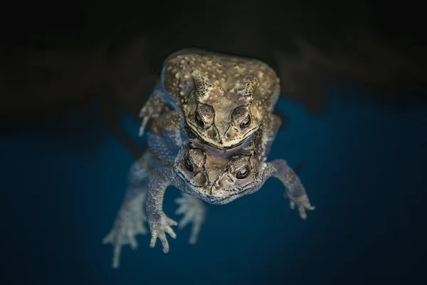 Mating toads in the water — Stock Photo, Image