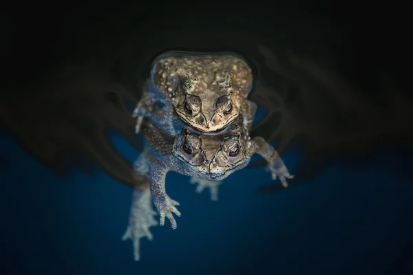 Mating toads in the water — Stock Photo, Image
