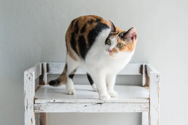 Χαριτωμένο γάτα τσίτι συνεδρίαση και ψάχνει — Φωτογραφία Αρχείου