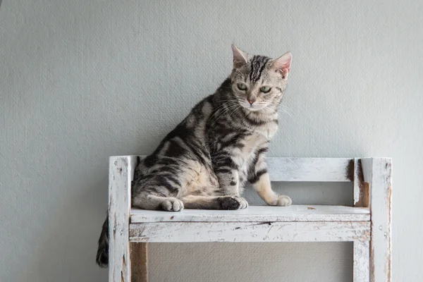 Niedliche gestromte Katze sitzend — Stockfoto