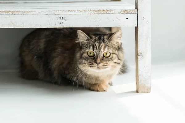 Nahaufnahme einer gestromten Katze im Liegen — Stockfoto