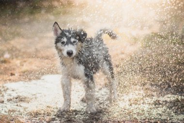 Sibirya husky yavrusu onun ceket sudan sallıyor.