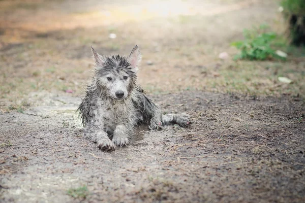 Close up dirty siberian husky playing in the garde — Stock Photo, Image