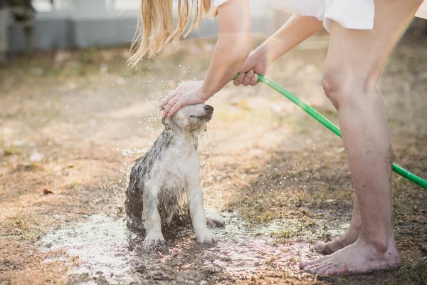 Cachorro husky siberiano sacude el agua de su abrigo . — Foto de Stock