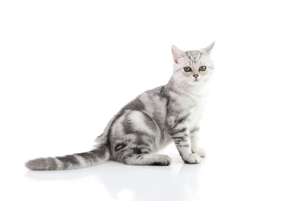 Lindo gatito tabby acostado sobre fondo blanco — Foto de Stock