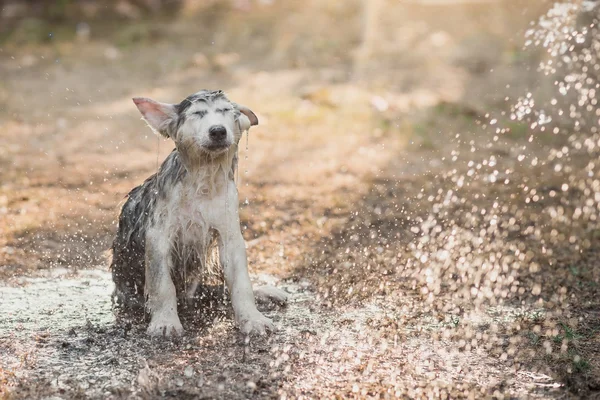 Chiot husky sibérien secoue l'eau de son manteau . — Photo