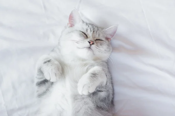 Chaton dormir sur lit blanc — Photo