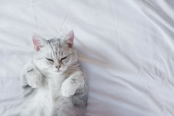 Gatito durmiendo en blanco cama — Foto de Stock