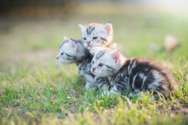 Yürüyüş şirin Amerikalı stenografi kedi 