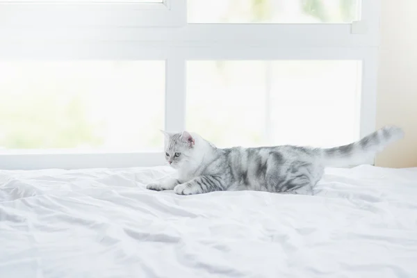 Chat couché sur lit blanc — Photo