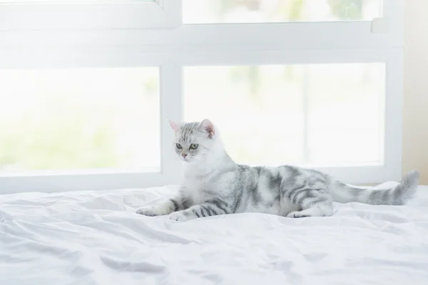 Chat couché sur lit blanc — Photo