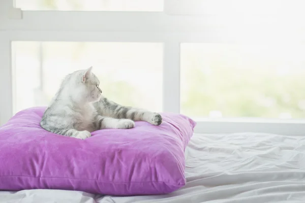 Mignon chat américain Shorthair couché sur l'oreiller et regardant par la fenêtre — Photo