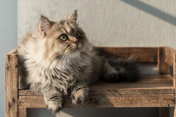 Gatto persiano sdraiato sul vecchio scaffale in legno — Foto Stock