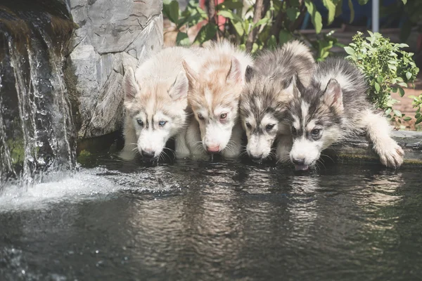 Cachorros husky siberianos agua potable — Foto de Stock