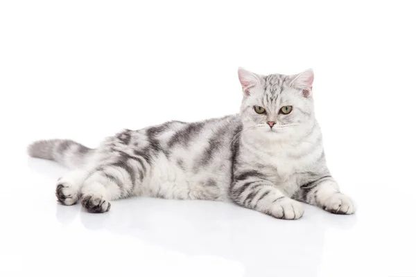 Симпатичный британский короткошерстный котенок сидит — стоковое фото