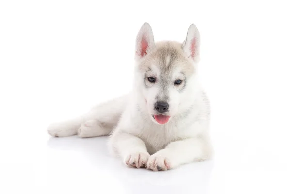 Carino siberiano husky cucciolo sdraiato su sfondo bianco isolato — Foto Stock