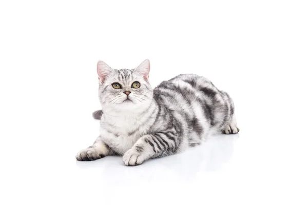 Bonito American Shorthair gatinho mentindo e olhando — Fotografia de Stock