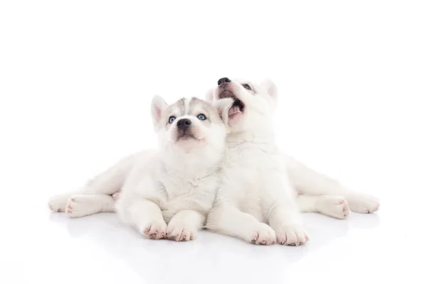 Dos cachorros husky siberianos mintiendo —  Fotos de Stock